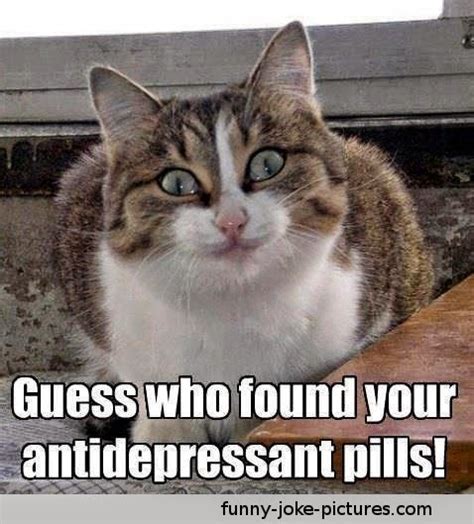 cat pill meme|cat pill meme generator.